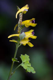 Image result for Corydalis mildbraedii