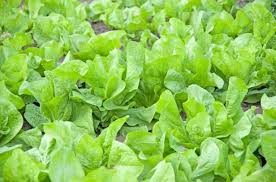 Im fachhandel sind zudem spezielle samenmischungen verschiedener. á… Pflucksalat Anbauen Auf Dem Balkon Im Garten Alle Wichtigen Infos