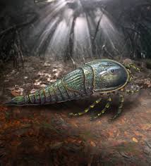 Image result for Eulophia obscura