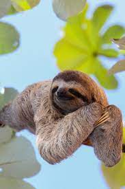 Where To Spot Wildlife In Costa Rica Costa Rica Is One Of The World S Most Biodiverse Countries And Over A Quarter Of Its Territ In 2019 Sloth Three Toed Sloth Animals