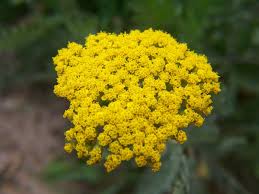 Pin On Plants For Butterflies