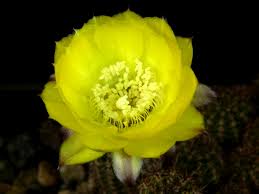 Image result for Cavacoa aurea