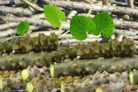 Image result for Tinospora fragosa
