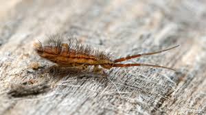 Do you have any areas of moisture in your home? How To Get Rid Of Springtails From Your Home And Pool