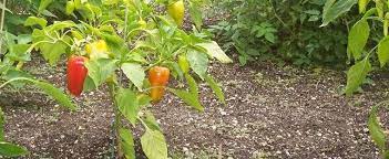 Set plants 18 to 24 inches apart. Capsicum Sweet Pepper Capsicum Annuum Gypsy
