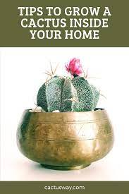 Tips To Grow A Cactus Inside Your Home In 2021 How To Grow Cactus Cactus House Plant Care