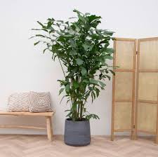 Image result for Caryota