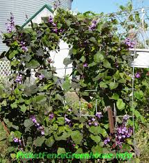 We did not find results for: Purple Hyacinth Bean Vine Is A Vigorous Fast Growing Vine