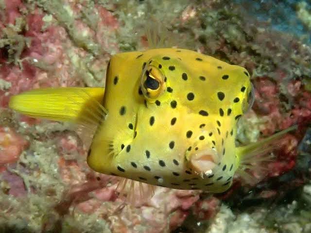yellow spotted boxfish