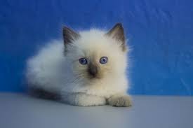 Birman Kittens For Sale Nsw Buy Ragdoll Kittens Birman Kittens Ragdoll Kittens For Sale Ragdoll Kitten
