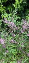 Image result for Indigofera circinella