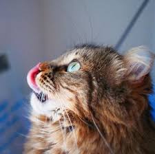 The desert lynx is a wild cat hybrid, a cross between the american bobcat and a domestic cat; Meet Mocha The Highland Lynx Cat You Ll Find Irresistibly Cute Cats On Catnip