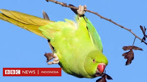 Baik bersebaran flora maupun fauna, yang dibedakan menjadi tipe asiatis di bagian barat, tengah, dan tipe australis bagian timur. Burung Parkit Banyak Ditemui Di London Dan Publik Tak Tahu Bagaimana Burung Ini Masuk Ke Inggris Bbc News Indonesia