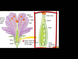 Flowers flamboyant flower flamboyant red flowers red flower nature red brazil beautiful. Copy Of Plant Structure And Function Lessons Blendspace