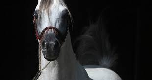 Pin On Straight Egyptian Arabians Part 2