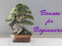 A Beginner S Guide To Bonsai Dengarden