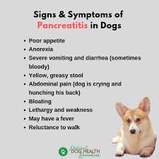 Let's talk about why your dog might get pancreatitis. Pancreatitis In Dogs Symptoms Causes And Treatment
