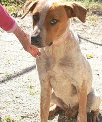 Englewood Fl Australian Cattle Dog Meet Otto A Pet For Adoption 2020
