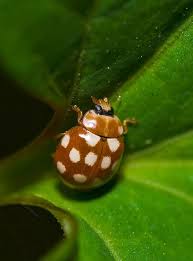 Black And White Ladybug Looking Bug 