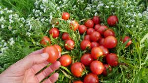 Like the bay films and cyberverse bumblebee, this is used by bee to circumvent. Tomate Pink Bumble Bee Le Potager Ornemental De Catherine