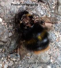 Bumble bees have surprisingly capable brains. Bumblebee Predators
