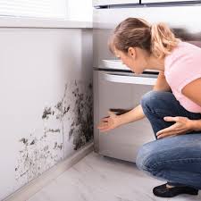The policyholders notified erie and requested that erie open a claim. Does Homeowners Insurance Cover Mold Clearsurance