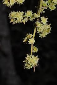 Image result for Homalium dentatum