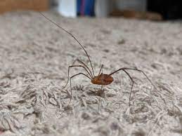 Maybe you would like to learn more about one of these? Daddy Longlegs Are Not Spiders Bug Under Glass