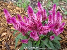 What A Healthy Intense Intenz Should Look Like National Gardening Association Plants Garden Flowers