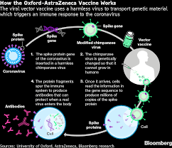 It is designed to prime the immune system to attack. Astrazeneca Oxford Vaccine When Can I Get It When Do Vaccinations Start Bloomberg