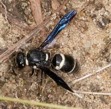 Image result for Digitaria megasthenes