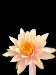 In sfondi fiori troverete una raccolta eccellente con i migliori sfondi per desktop, che è possibile condividere con i tuoi amici, la famiglia e l'amore della tua vita. Sfondi Fotografia Di Fiori Piu Popolari Fotografia Di Fiori Per Iphone Desktop Tablet E Anche Per Telefoni Cellulari Samsung E Huawei Pagina 1