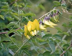 Image result for Crotalaria bernieri