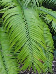 Image result for Encephalartos villosus