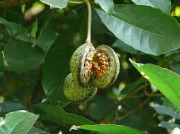 Image result for Voacanga