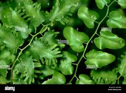 Image result for Lygodium microphyllum