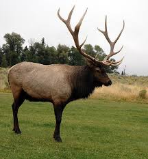 Cele mai emotionante imagini cu animale salbatice imagini de poveste care au starnit controverse. Poze Cu Animale Poze Animale Poze Cu Animale Salbatice Animalutze Xthefunnyworldx