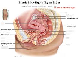 Female internal organs reproductive system anatomy. Female Pelvic Region Fig 28 3 Diagram Quizlet