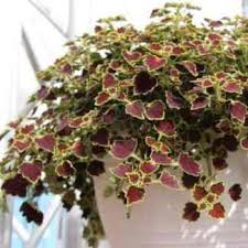 Image result for Coleus buchananii