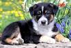 German Shepherd Mix Puppies for Sale | Lancaster Puppies
