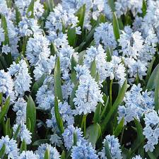 Image result for Saintpauliopsis lebrunii