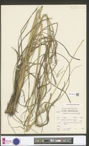 Image result for Tephrosia tanganicensis