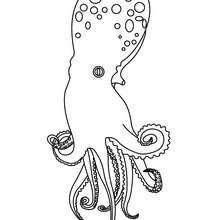 Desenhos Para Colorir De Desenho De Um Polvo Para Colorir Online Pt Hellokids Com
