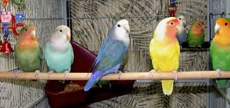 The green plumage is bluey green. Peach Faced Lovebirds Color Mutations