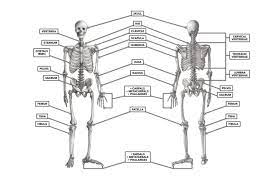 Bone that protects your lungs (4). Crossfit The Skeleton Anterior And Posterior Views