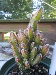 Image result for Coleus tetragonus