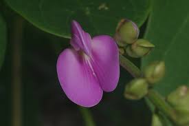 Image result for Canavalia rosea