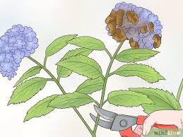 Maybe you would like to learn more about one of these? 3 Ways To Cut Hydrangea Blooms Wikihow