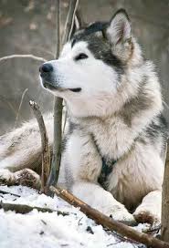 Pin By Alan Walker On Dogs Cute Animals Dogs Animals