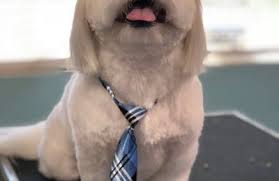 Groomingdales offers the absolute best in grooming and spa services. Groomingdales Pet Salon 1885 Cold Springs Rd Placerville Ca 95667 Yp Com